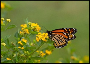 2010-09-30-283-Monarch-nectaring-Lantana,-Sparrow-Field