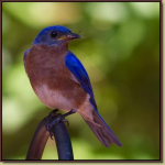 bluebird