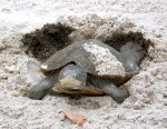 She has finished laying her eggs and begins to fill in the hole
