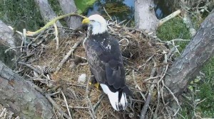 Our partners at the Cornell Lab of Ornithology spotted one of the eagles in the nest on 9/23 at 2:00 PM - The feed will go live when the birds return to the nest.