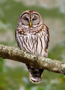 Barred Owl 8x10shrp