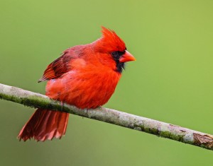 Northern Cardinal (male) 2k