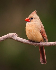Female Cardinal 2k