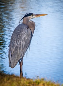 Great Blue Heron 2k
