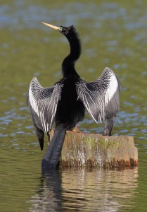 Anhinga: A large water bird with a wingspan over two feet. 