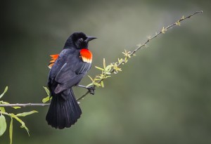 Red-winged Blackbird 2k