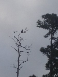 One of the Eagles just came by