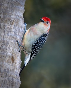 Red-bellied Woodpecker 2k
