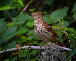 2013_7_28_7440 8_NR_Brown Thrasher