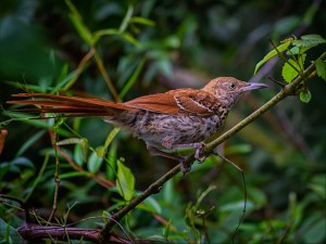 2013_7_28_7469 9 Brown Thrasher Toxostoma rufum Landings Sparrow Field