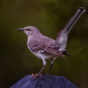 20140322_0605 9_NR_Northern Mockingbird
