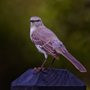 20140322_0613 9_NR_Northern Mockingbird