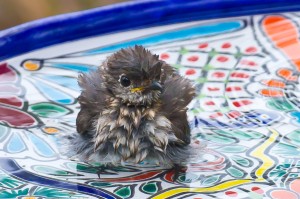 Bluebird bathing