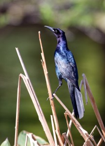 Boat-tailed Grackle