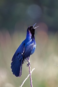 Boat-tailed Grackle_1_