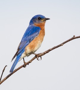 Eastern Bluebird