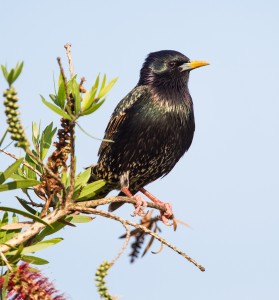 European Starling