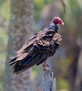Turkey Vulture