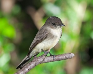 Eastern Phoebe
