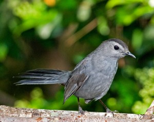 1566-Gray-Catbird-C
