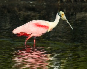 Roseate Spoonbill