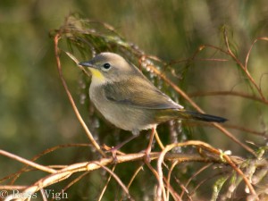 Common Yellowthroat