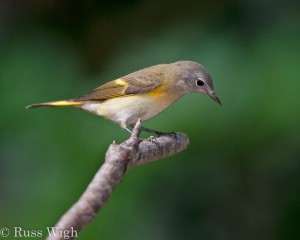 American Redstart