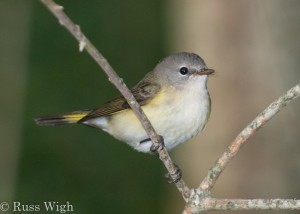 American Redstart juvenile