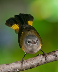 American Redstart