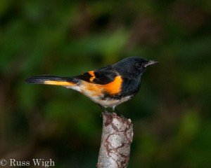 American Redstart male