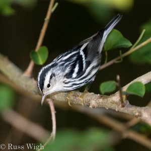 Black-and-white Warbler female