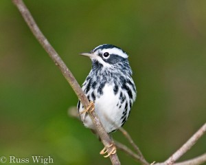 Black-and-white Warbler