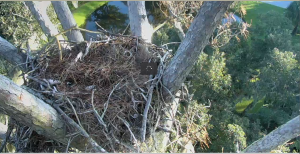 Eagle Cam 2014-10-04 at 8.32.53 AM