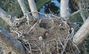 Eagle Nest 2014-10-28 at 6.51.23 PM
