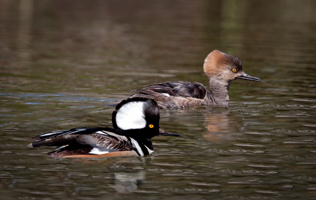 Hooded Merganser Pair2-1