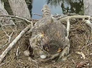 Great Horned Owl First Egg 1-1-15