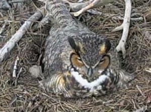 Great Horned Owl on nest 1:1:15