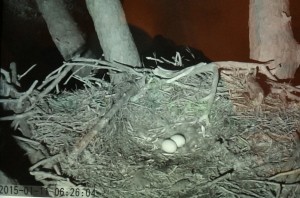 Owl 1-11-15 6.26 Eggs Unguarded For 20 Minutes