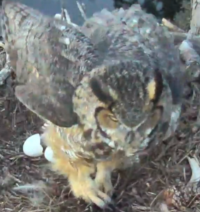 Screen Shot 2015-02-03 at 6.31.15 PM