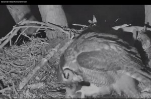 What is that in her talons