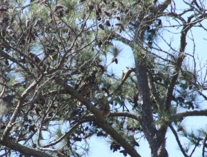3.31 mom owlet snake branch3
