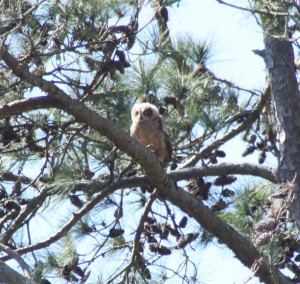 3.31 owlet branch2