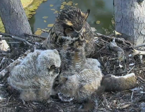 Screen Shot 2015-03-10 at 10.11.40 AM