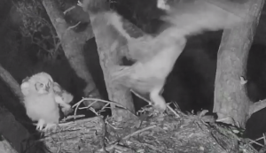 Screen Shot 2015-03-25 at 9.02.47 AM