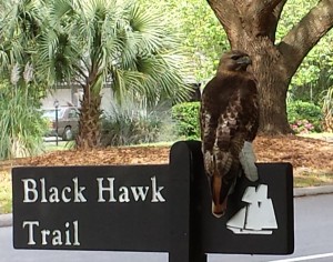 Red Tailed Hawk On Wrong Street