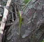 Screen Shot 2015-04-27 at 11.30.05 AM