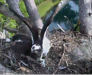 Screen Shot 2015-04-27 at 11.32.05 AM