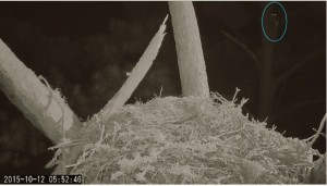 Approach Cam Catches Owl