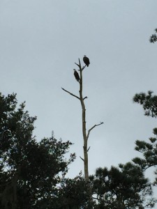 Eagles 10-5-15 1.15 pm