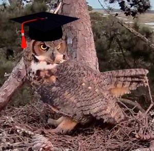 ScholarOwl 2